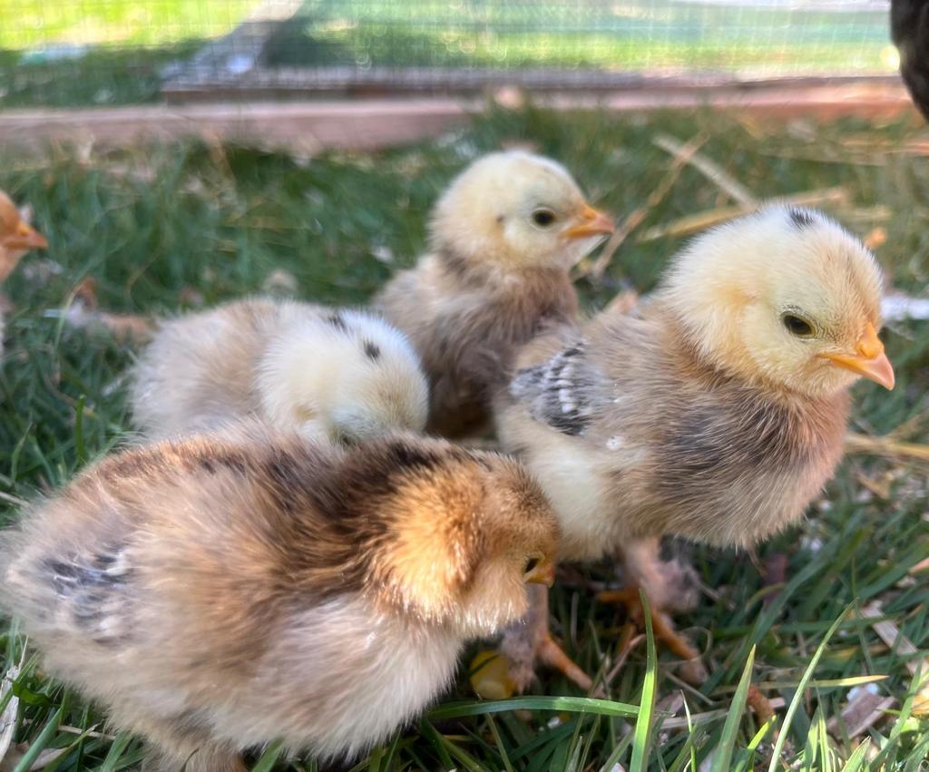 Poussins Barbu d’Uccle mille fleurs à vendre, Plusieurs animaux, Poule ou poulet