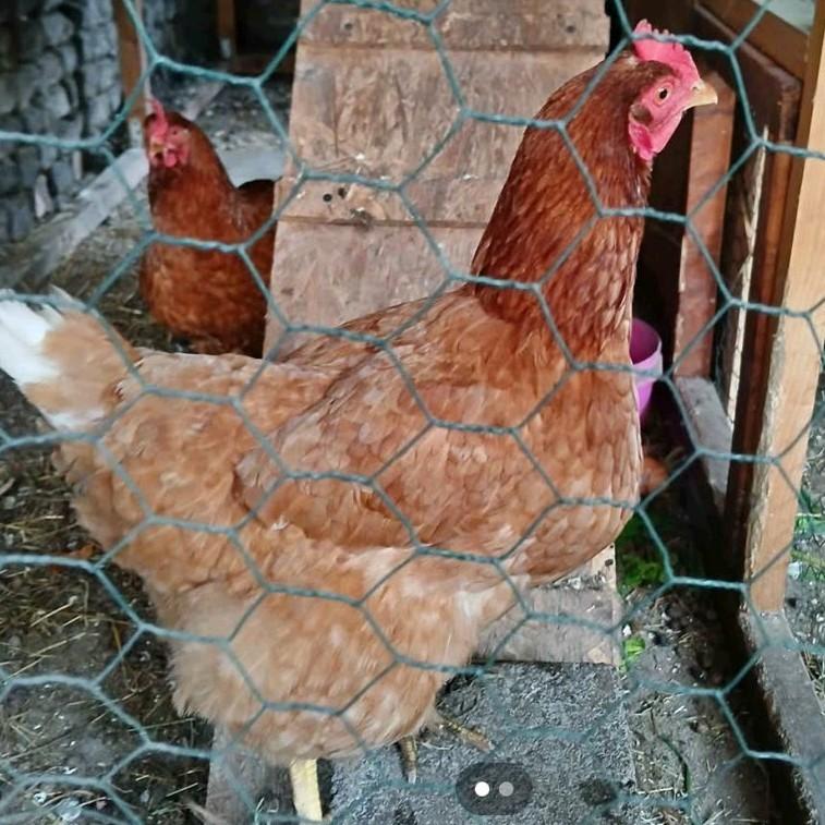 6 Poules pondeuses à vendre, Animaux & Accessoires