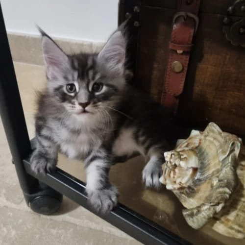 Chatons Main Coon, Plusieurs animaux, Vermifugé, 0 à 2 ans