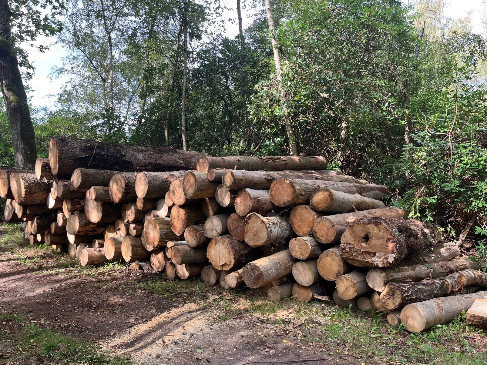 Stamhout Spar, Tuin en Terras, 6 m³ of meer, Ophalen, Overige houtsoorten, Stammen