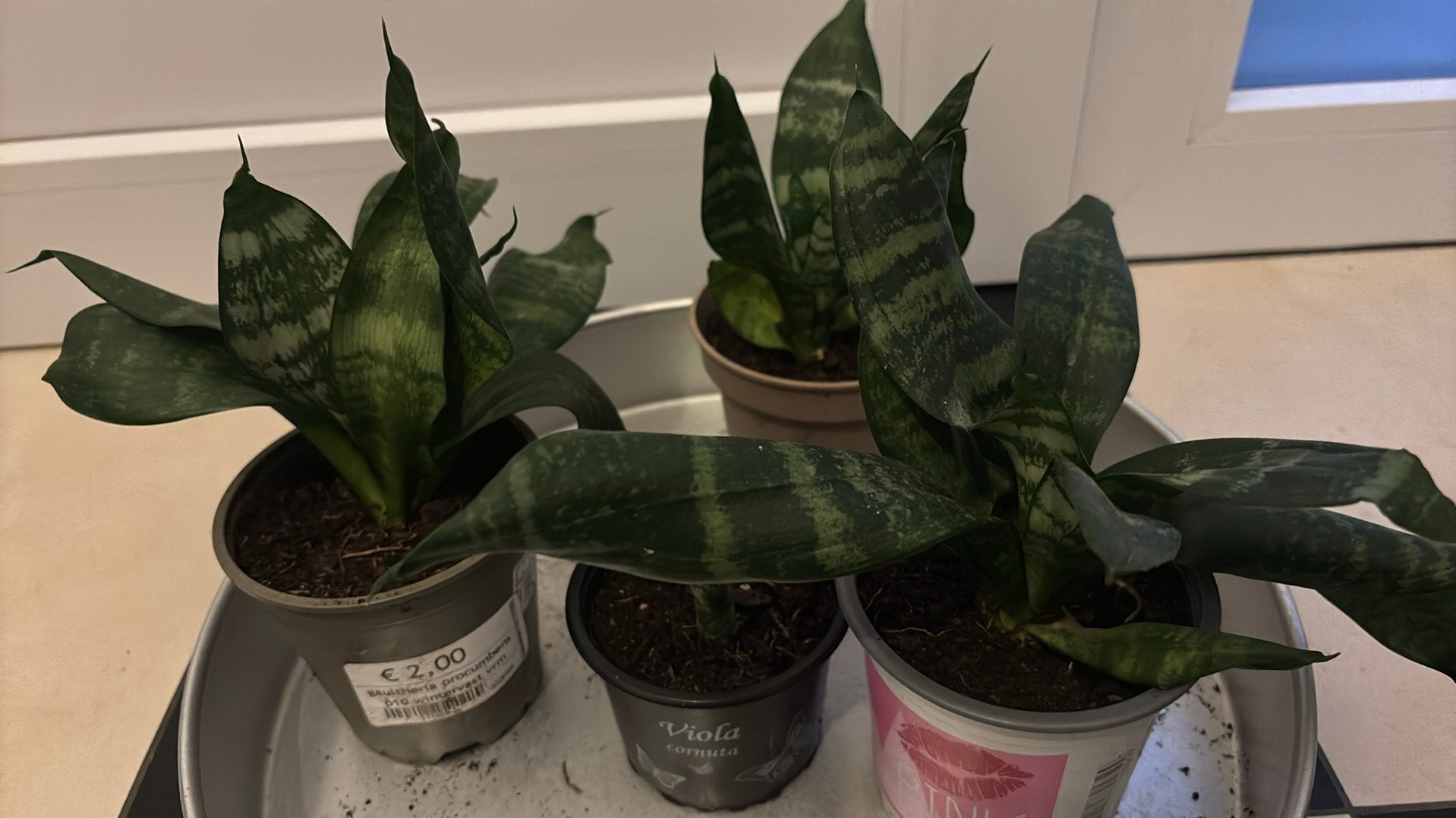 Sanseveria, Ophalen