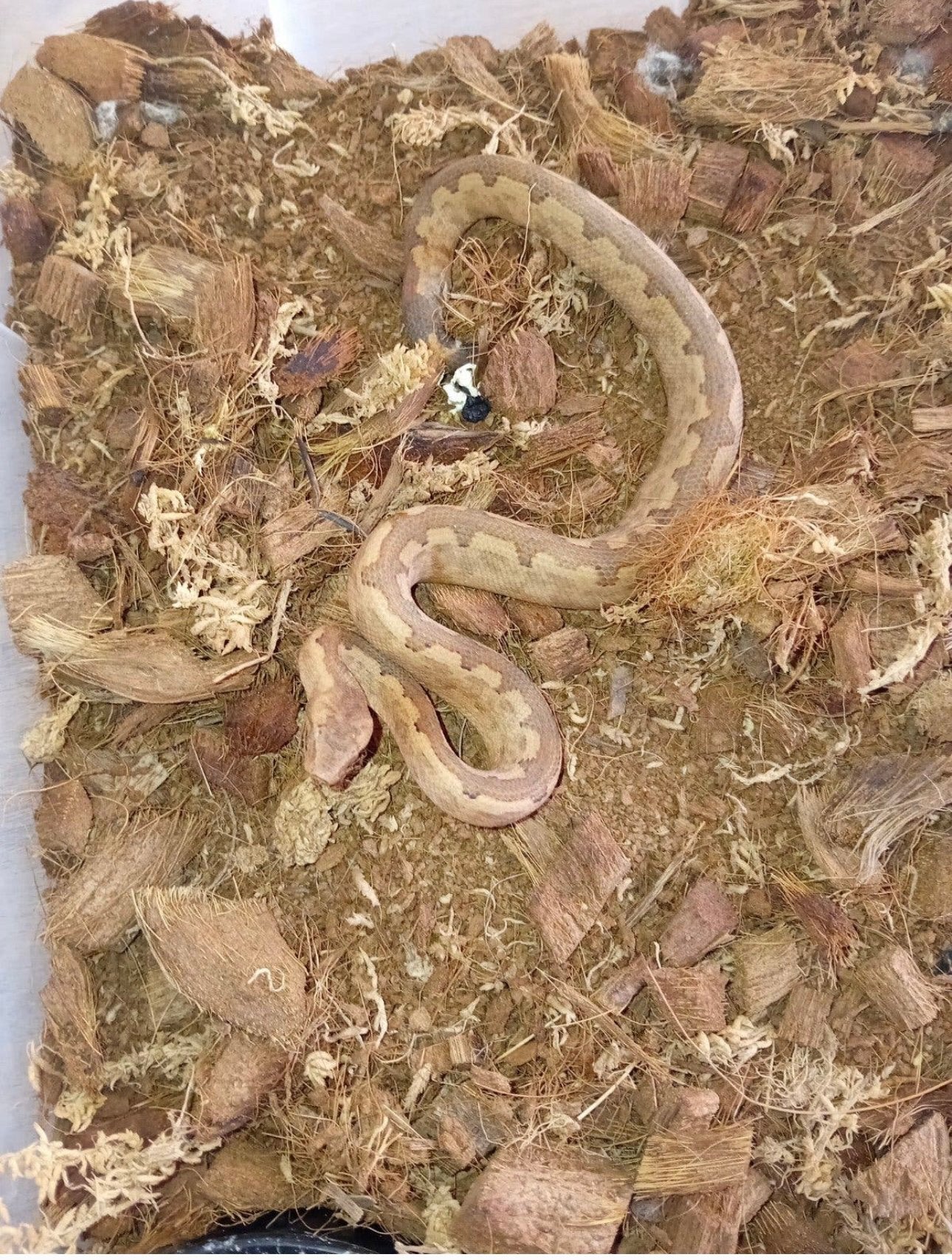 Paulsoni boa, Dieren en Toebehoren, Reptielen en Amfibieën