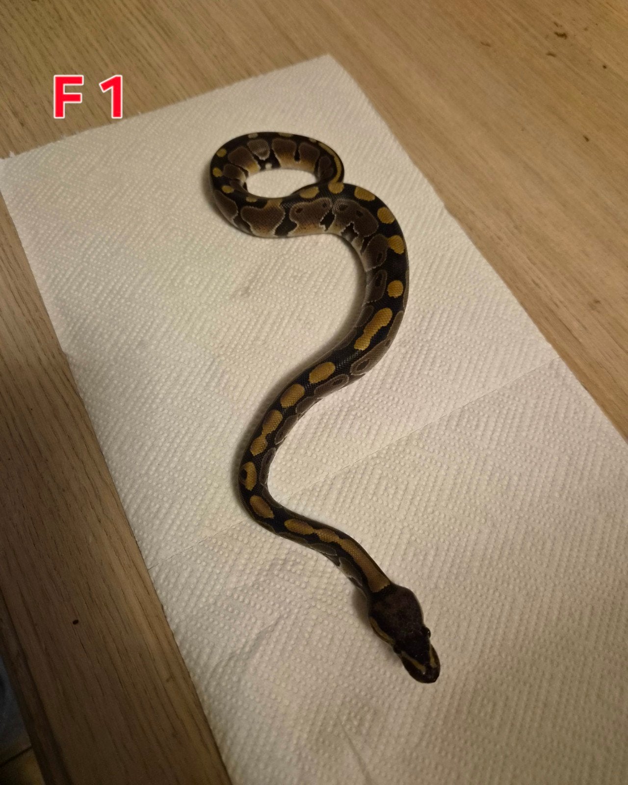 divers python regius classique femelle Ball Python photo 2