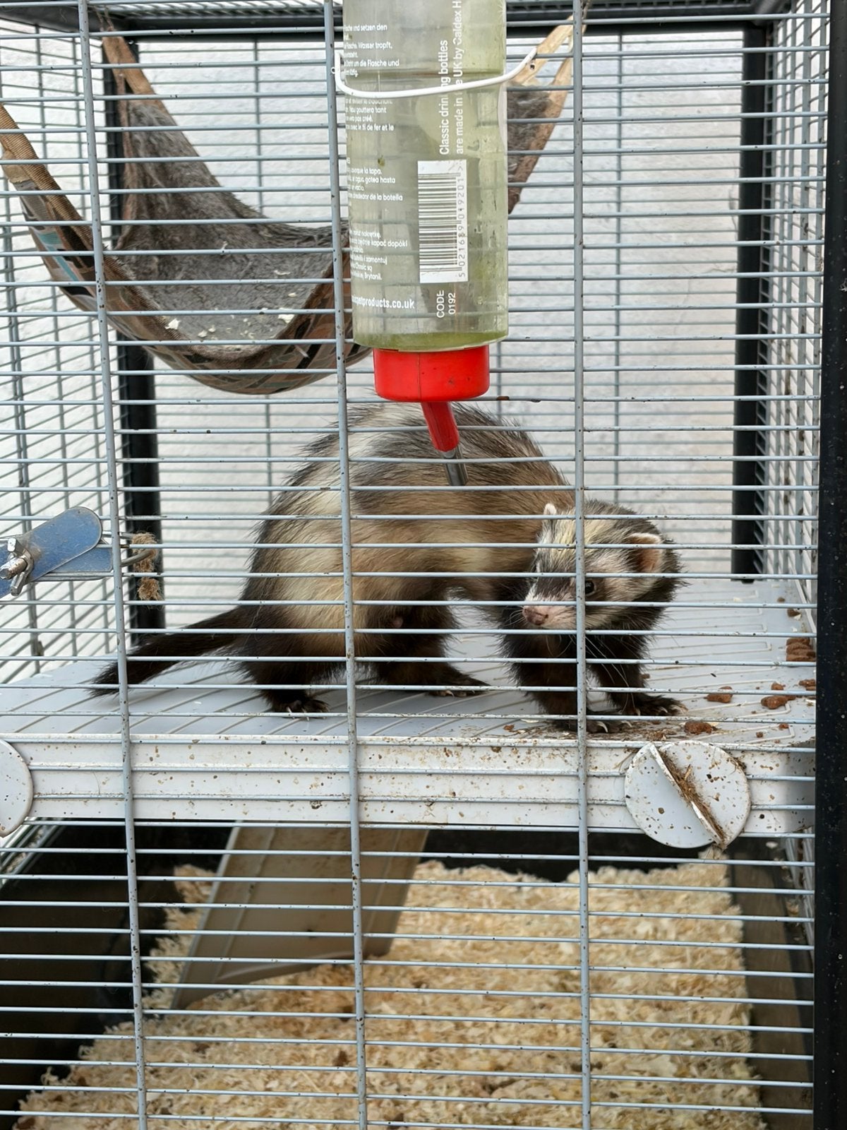 Fretten te koop, Dieren en Toebehoren, Ophalen, Gebruikt