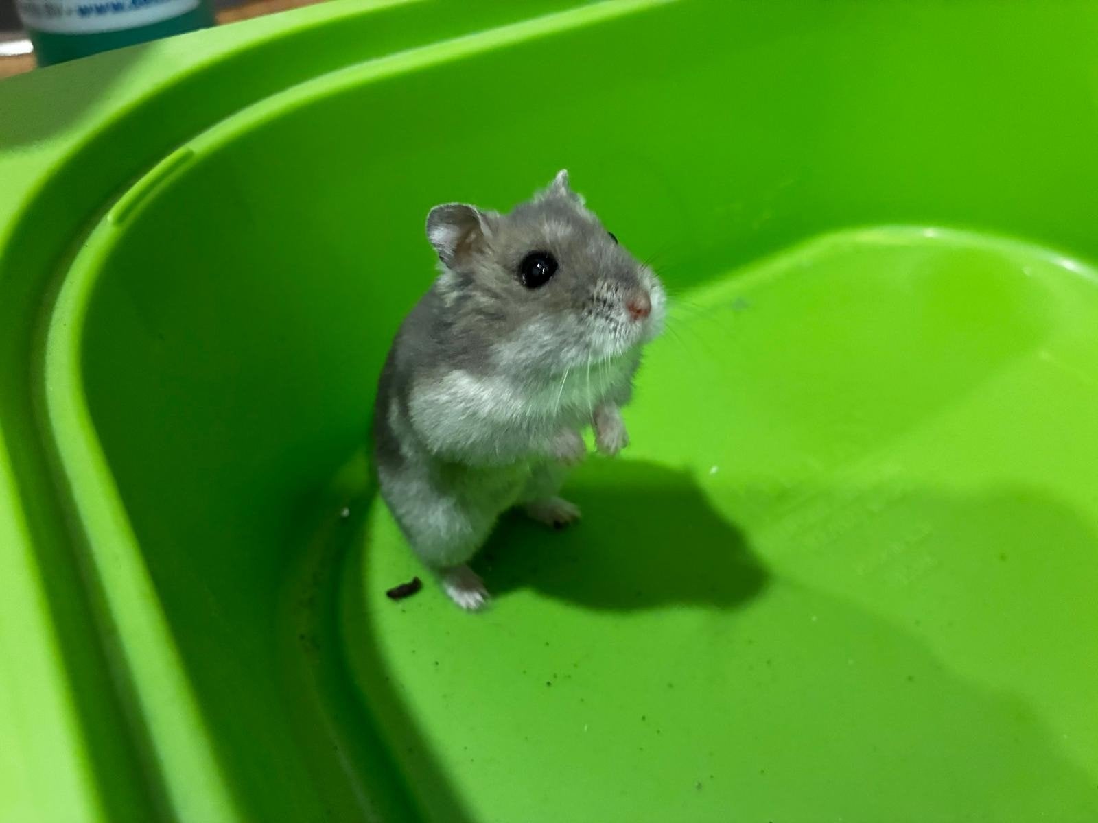 dwerghamster, meisje, Dieren en Toebehoren, Knaagdieren, Hamster, Februari, Vrouwelijk, Tam