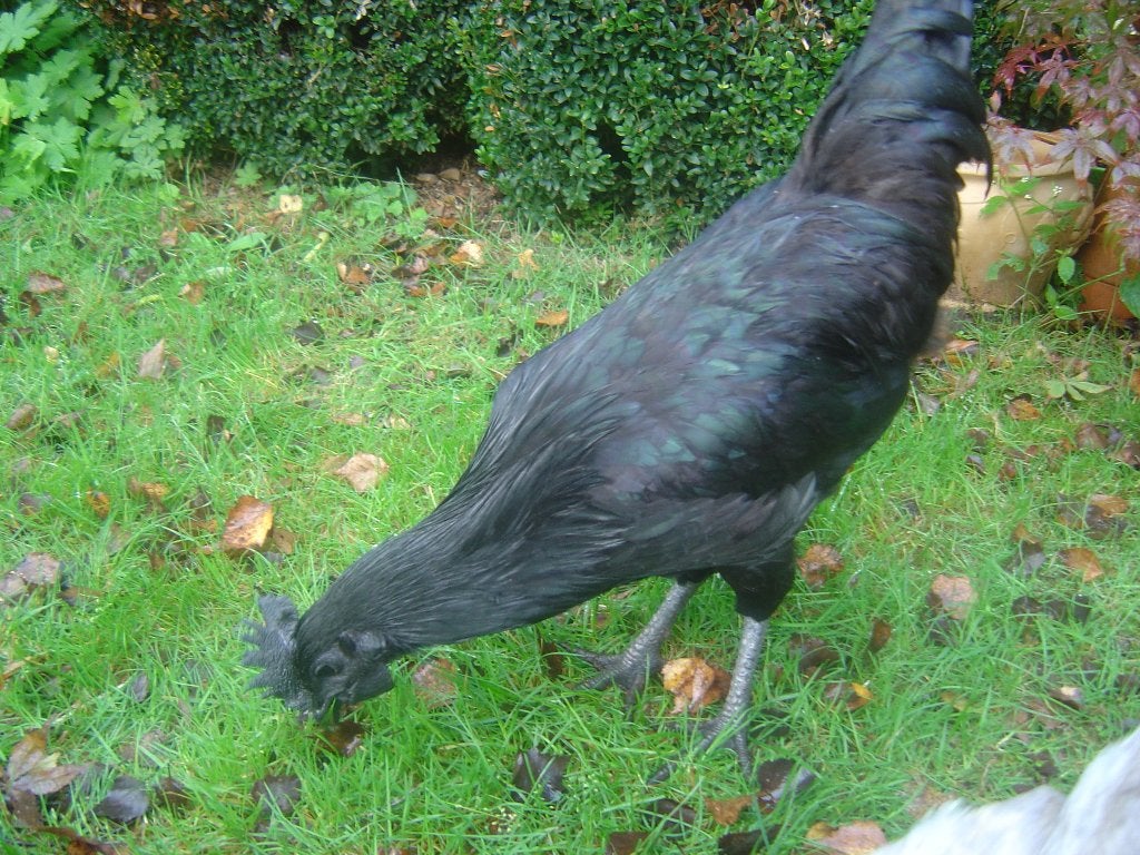 Ayam Cemani jeune, Animaux & Accessoires, Plusieurs animaux, Poule ou poulet