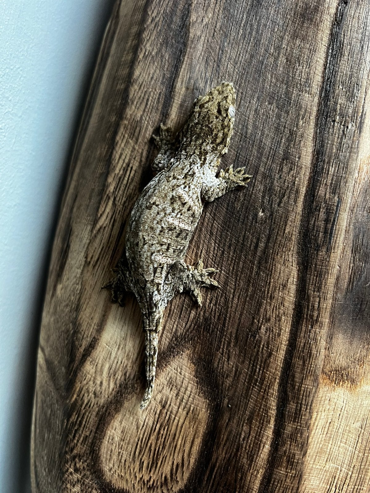 2 Prachtige Leachianus jongen, Dieren en Toebehoren, Reptielen en Amfibieën
