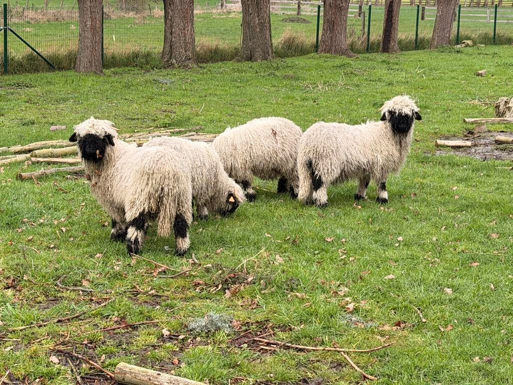 Walliser zwartneusschaap, Plusieurs animaux, Mouton, 0 à 2 ans
