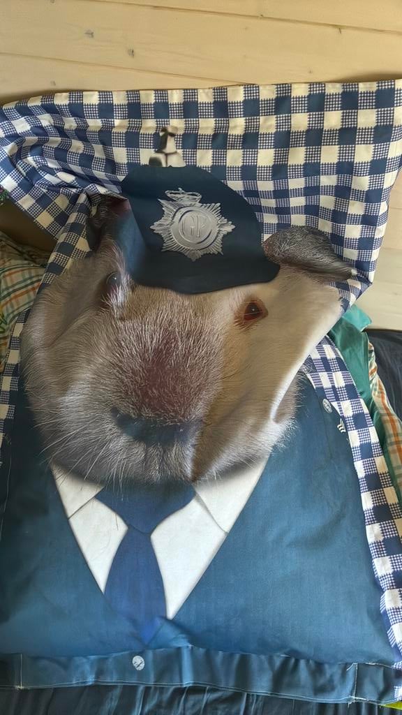 Zitzak te koop., Ophalen, Nieuw, Stof, Modern