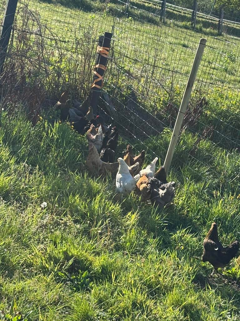 Boerenkrielen, Dieren en Toebehoren, Pluimvee, Vrouwelijk, Kip