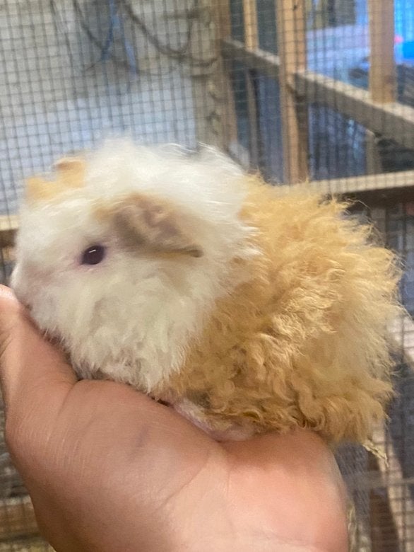 Alpaca Beertje, Mei, Vrouwelijk, Cavia