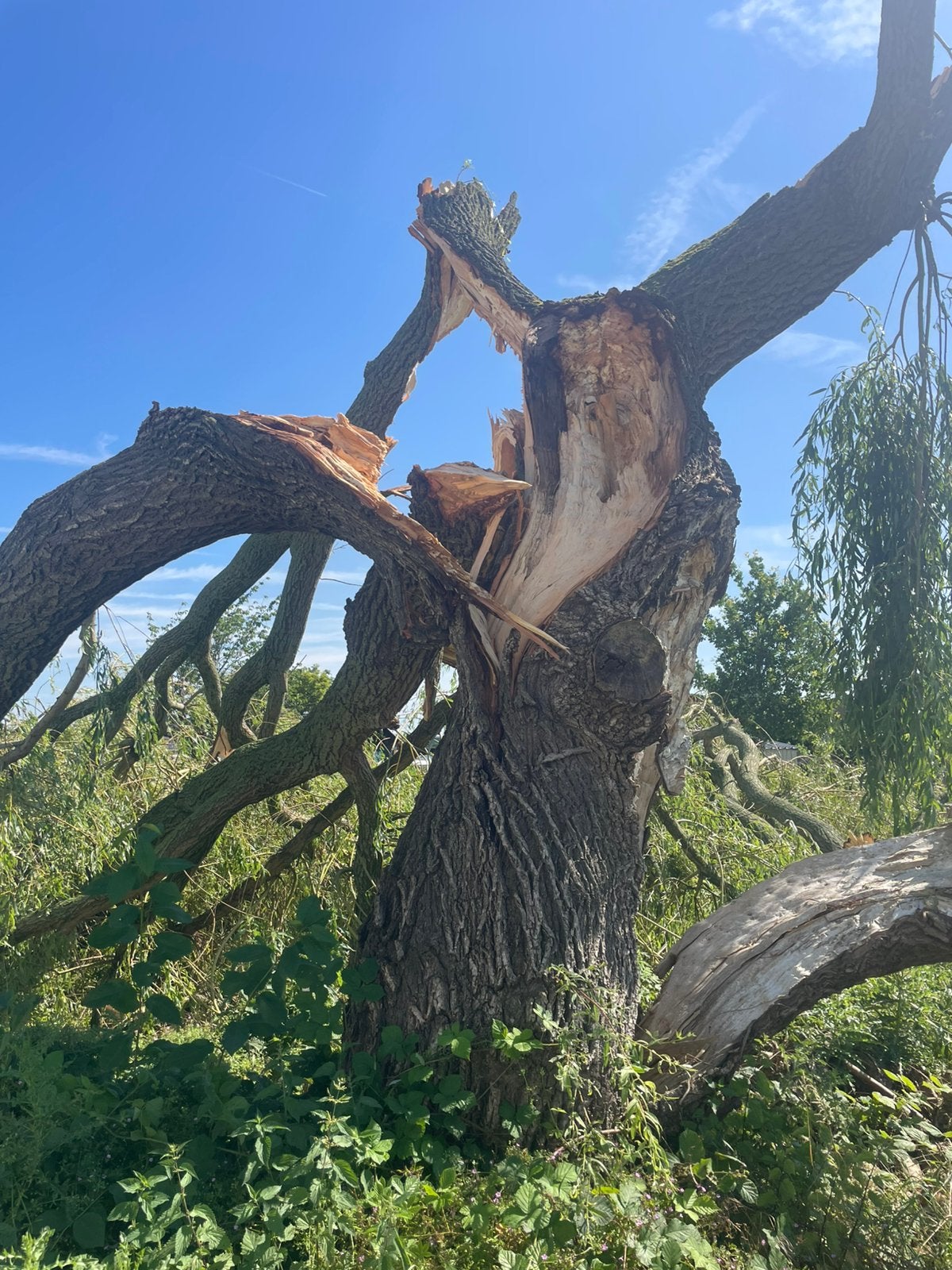 Gratis hout