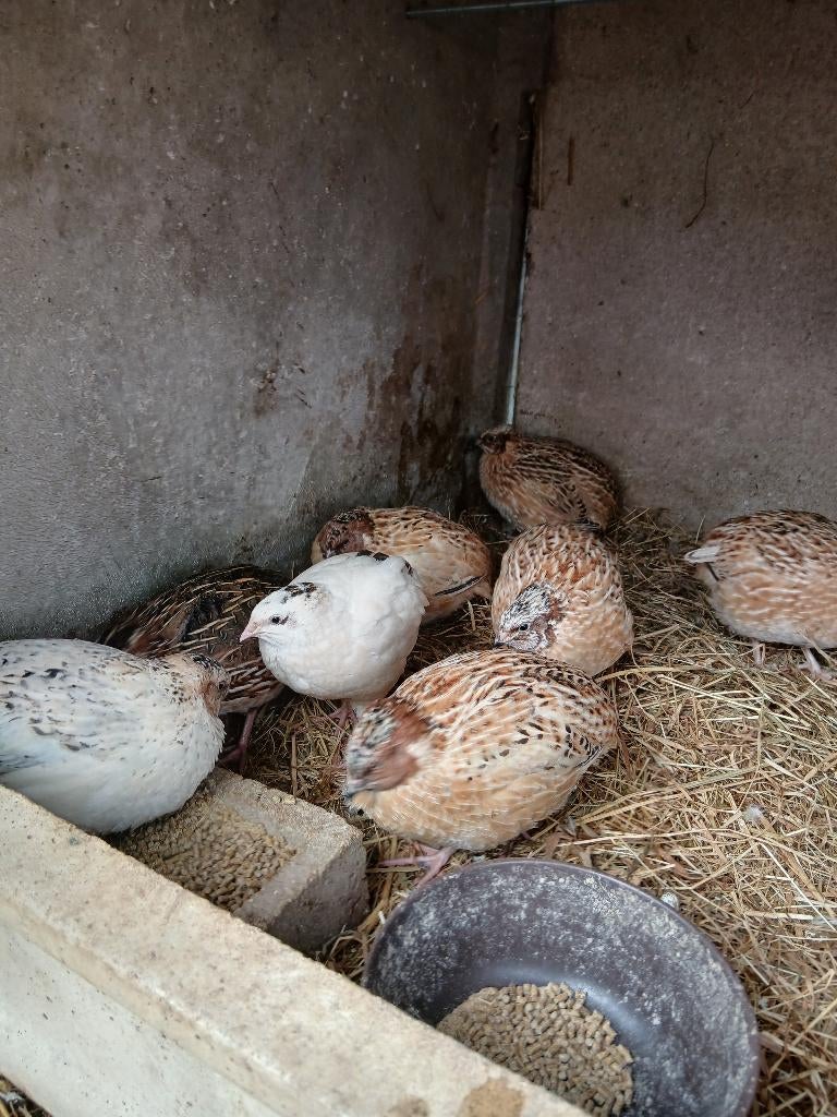 Cailles mâles jumbo  à donner, Enlèvement