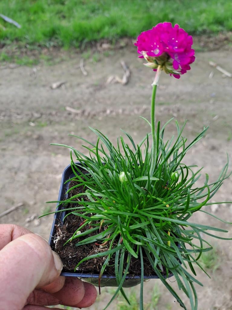 Engels gras, Tuin en Terras, Ophalen, Vaste plant