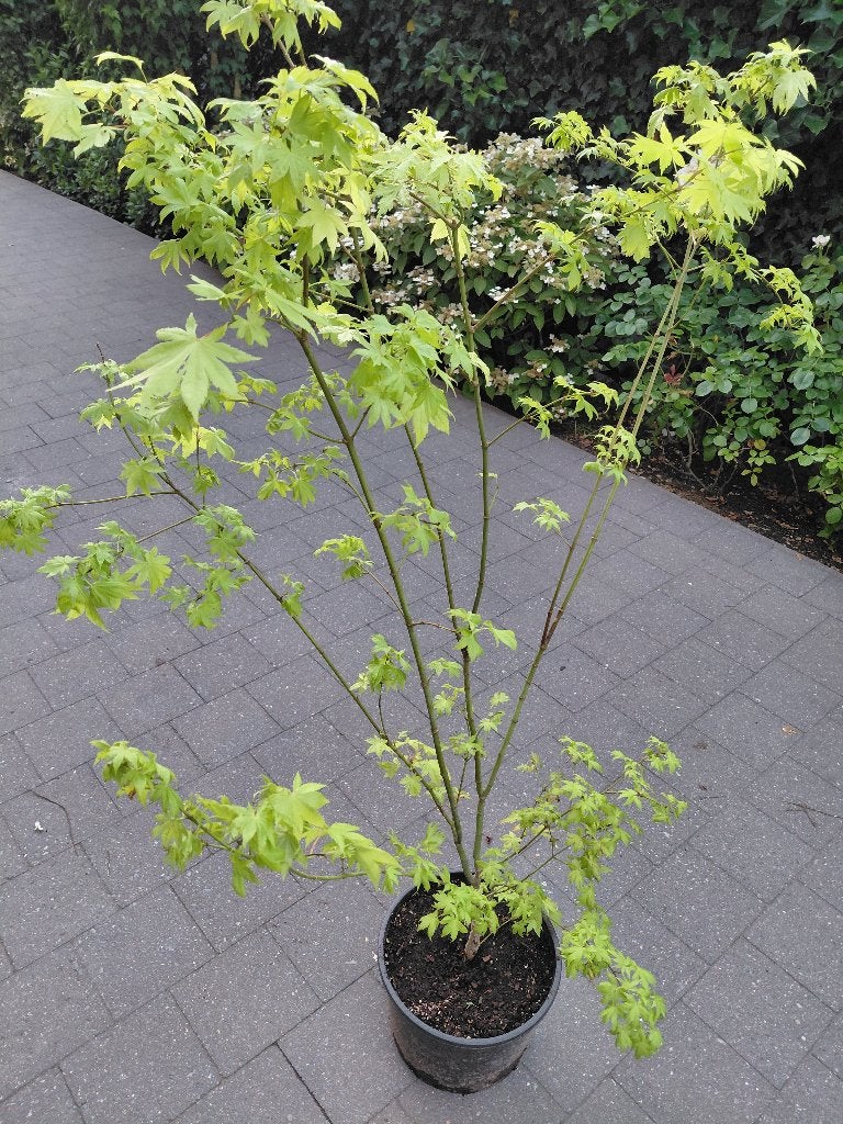Acer Summergold, Tuin en Terras, Ophalen, Herfst, Halfschaduw