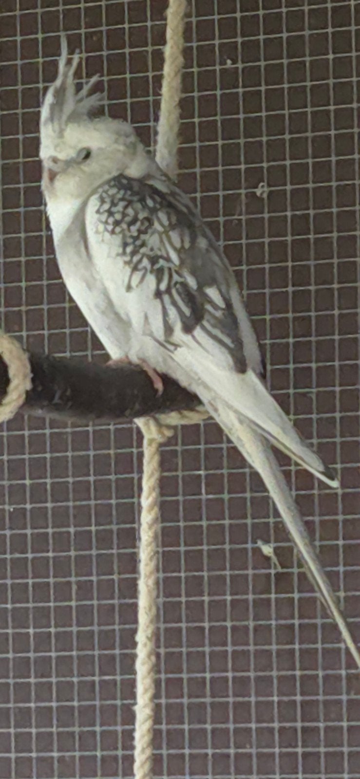 Valkparkieten grijs/wit, Dieren en Toebehoren, Vogels | Parkieten en Papegaaien, Geslacht onbekend