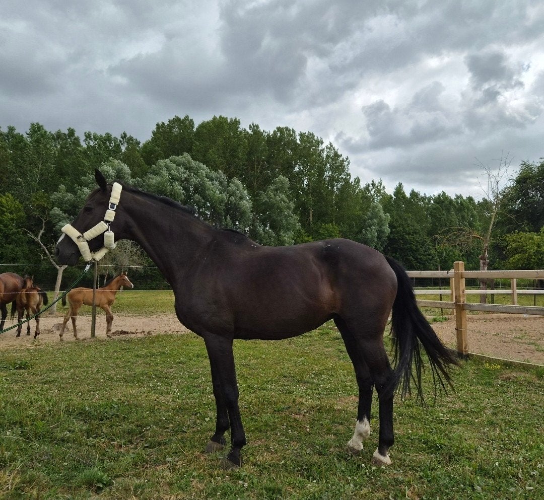recreatie paard, Dieren en Toebehoren, Merrie, Met stamboom, Niet van toepassing, 11 jaar of ouder