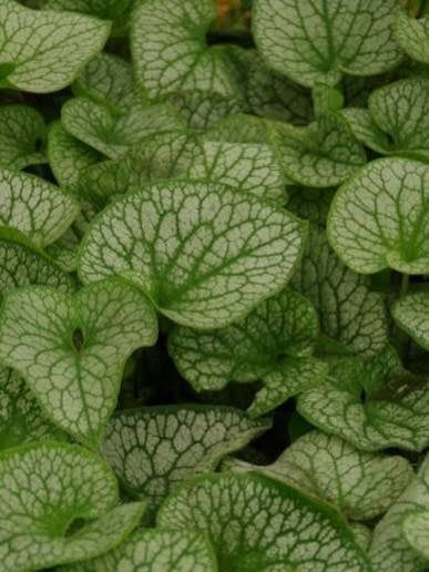 Brunnera Alexander Great, Tuin en Terras, Ophalen