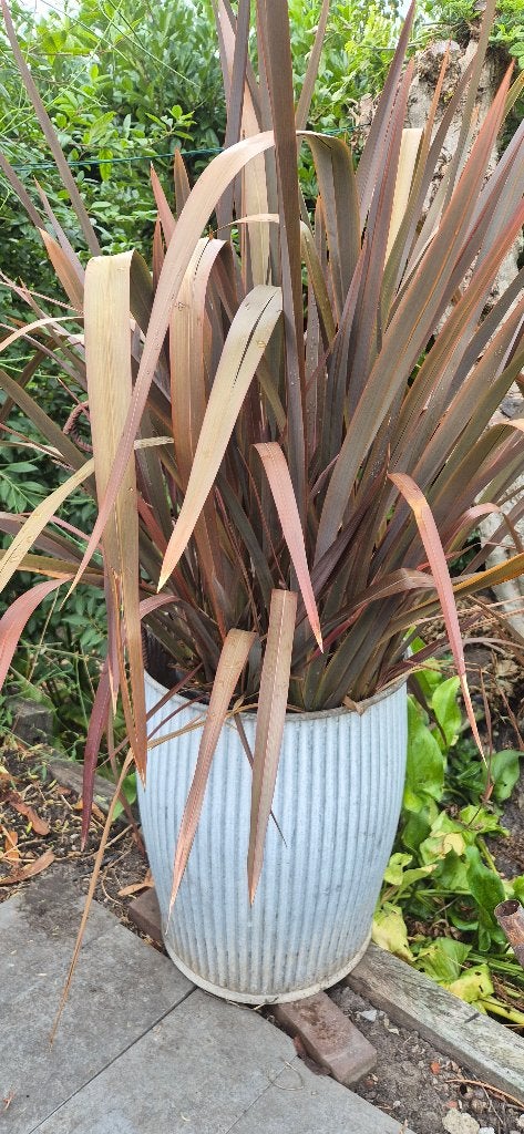 Phormium Tenax met sierpot, Tuin en Terras, Volle zon, Vaste plant, Zomer, Ophalen