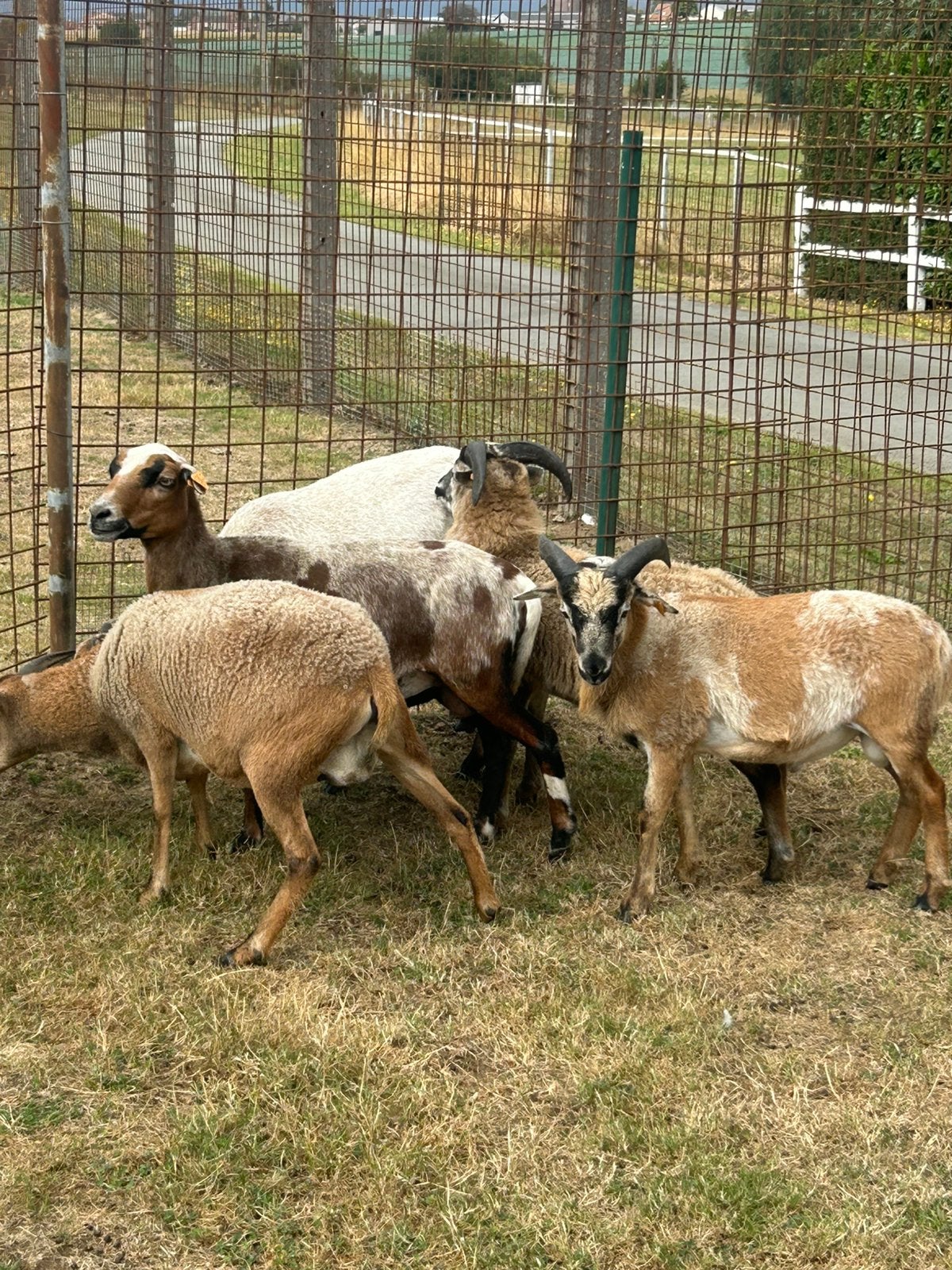 Mooie kameroen schapen, Animaux & Accessoires, Plusieurs animaux, Mouton