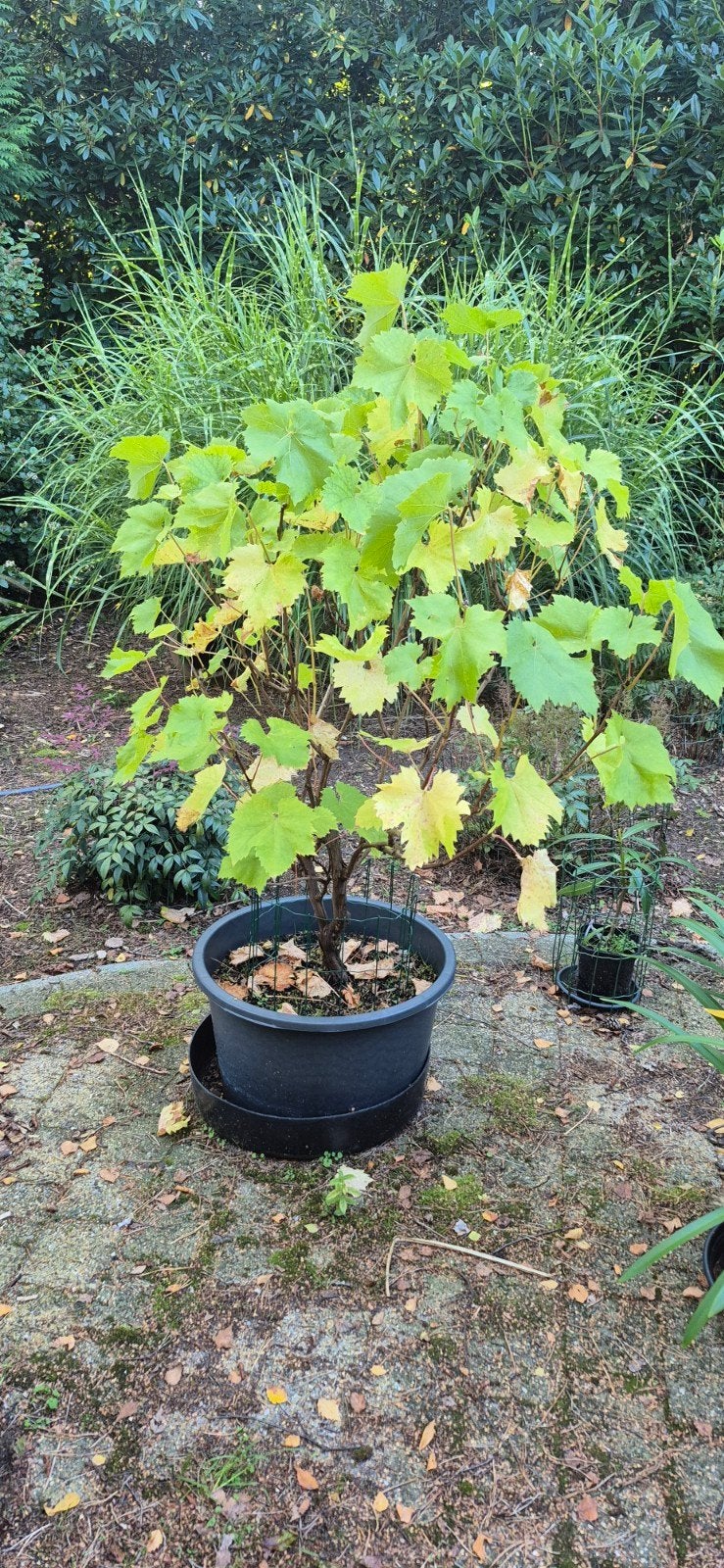 twee witte druivelaars, 5 jaar, te koop  in pot 50 cm, Tuin en Terras, Ophalen, Bloeit niet, Fruitplanten, Volle zon
