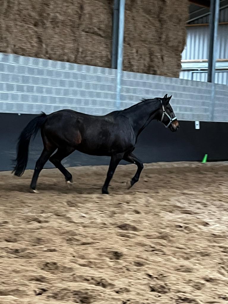 2 paarden te koop, Dieren en Toebehoren, Paarden, Ruin, Zadelmak, 165 tot 170 cm, 11 jaar of ouder, Recreatiepaard, Met stamboom