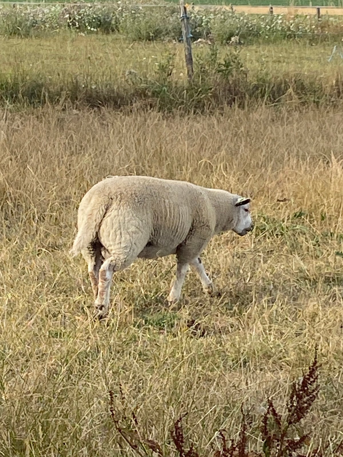 Moutons, Animaux & Accessoires, Mâle, Mouton