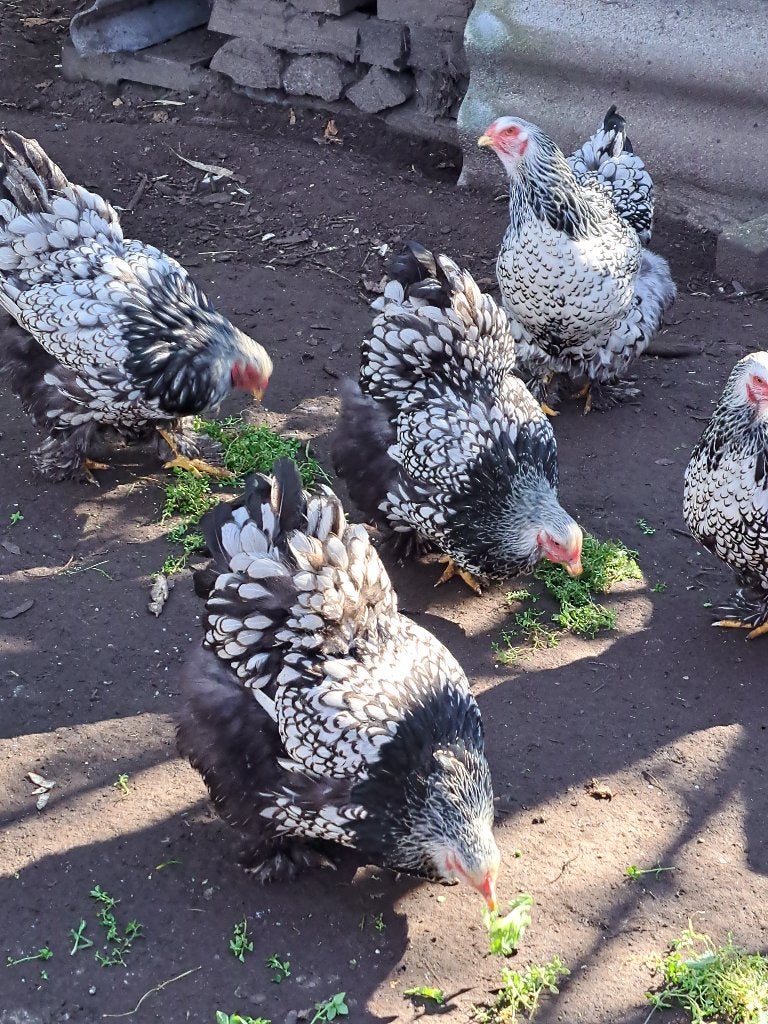 Broedeieren brahma zilver zwart groothoender, Meerdere dieren, Kip