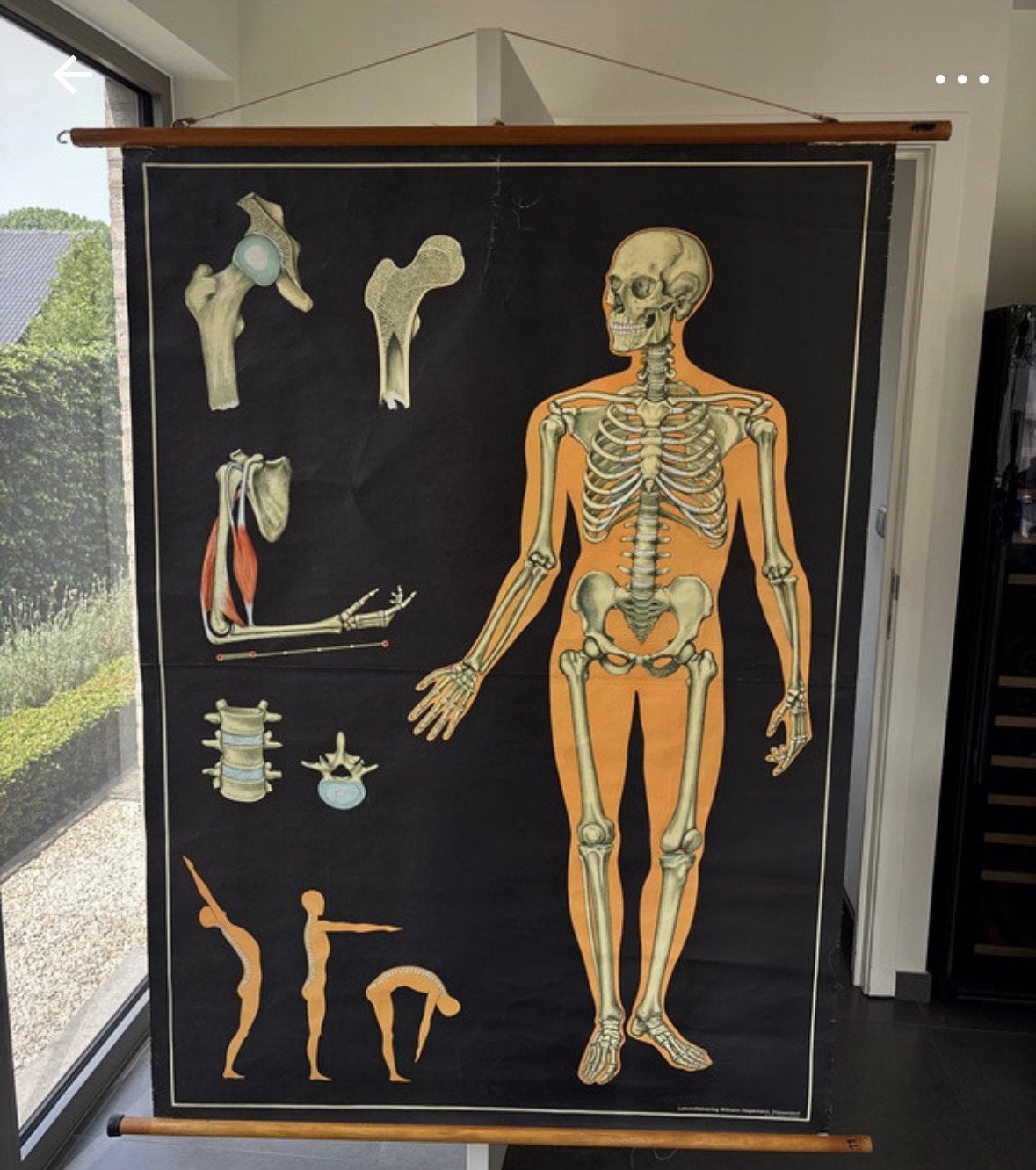Assiette scolaire d'anatomie vintage - Wilhelm Hagemann, Enlèvement ou Envoi, Nature et Biologie