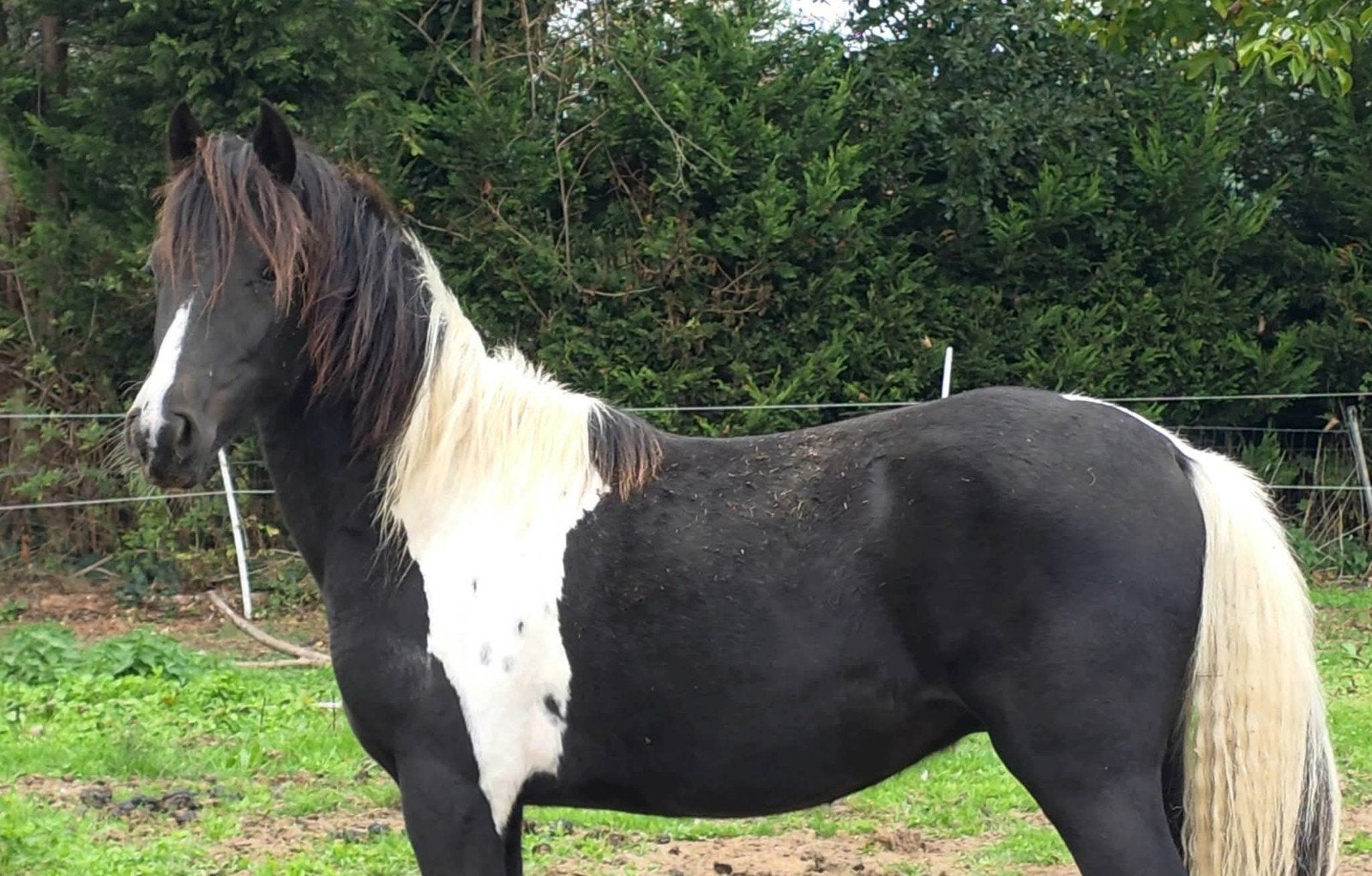 mooie, belofte volle hengst G Star., Dieren en Toebehoren, Hengst, Onbeleerd, Recreatiepony