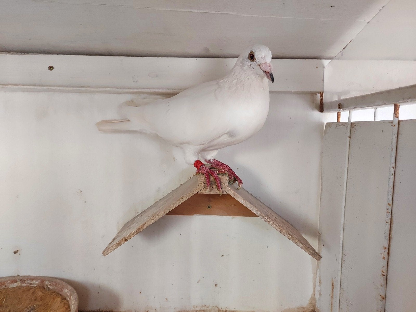 witte duiver 2022 met pedigree, Mâle, Pigeon voyageur