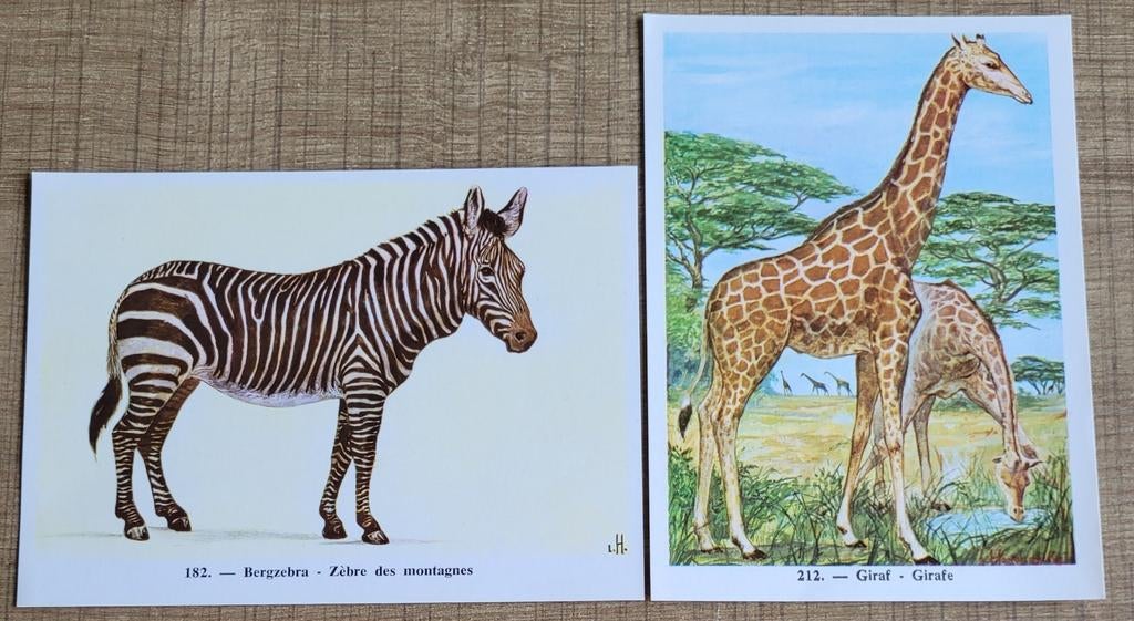 2 prenten: zebra en giraf, Verzamelen, Ophalen of Verzenden, Zo goed als nieuw, Dier, Prent