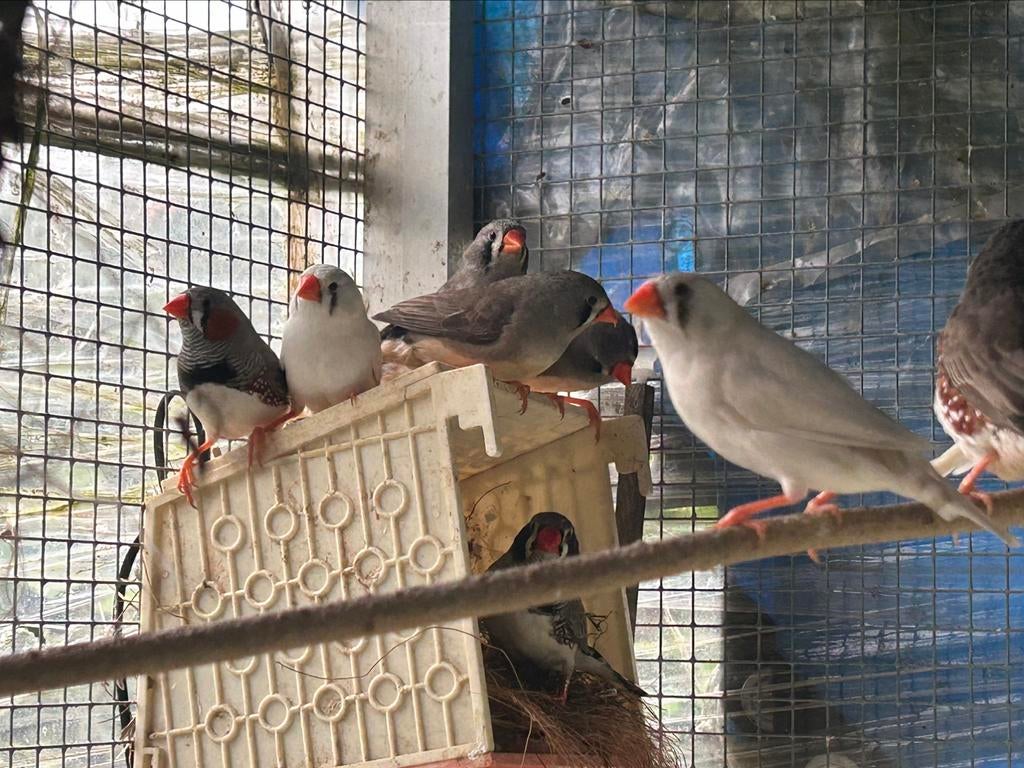 Mandarin à vendre, Animaux & Accessoires, Plusieurs animaux