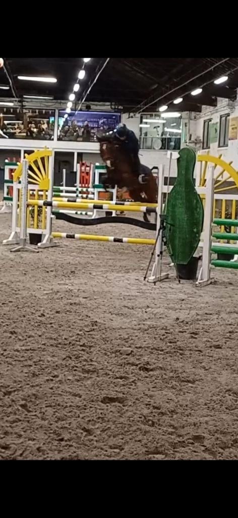 Top d pony, Dieren en Toebehoren, Pony's, Springpony, Gechipt, 7 tot 10 jaar, D pony (1.37m tot 1.48m)