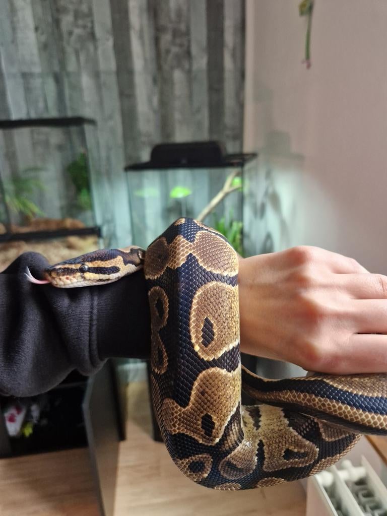 Python regius 1.0, Dieren en Toebehoren, Ophalen
