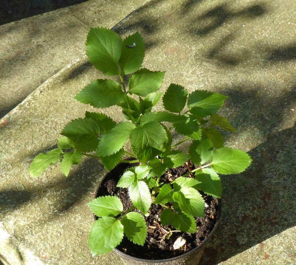 Sureau noir jeune arbuste de 50 cm - Sambucus nigra, Enlèvement, Autres espèces, Arbuste, 100 à 250 cm