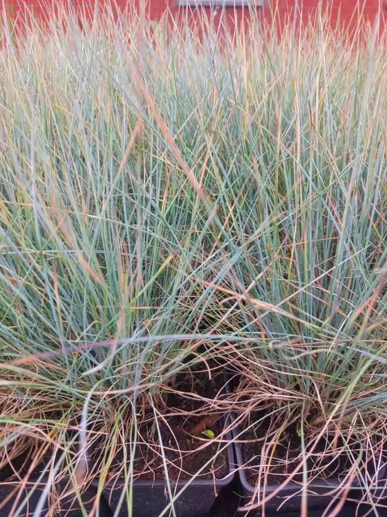 Blauw schapengras (Festuca glauca) bodembedekker, Tuin en Terras, Planten | Tuinplanten, Ophalen, Volle zon, Vaste plant, Siergrassen