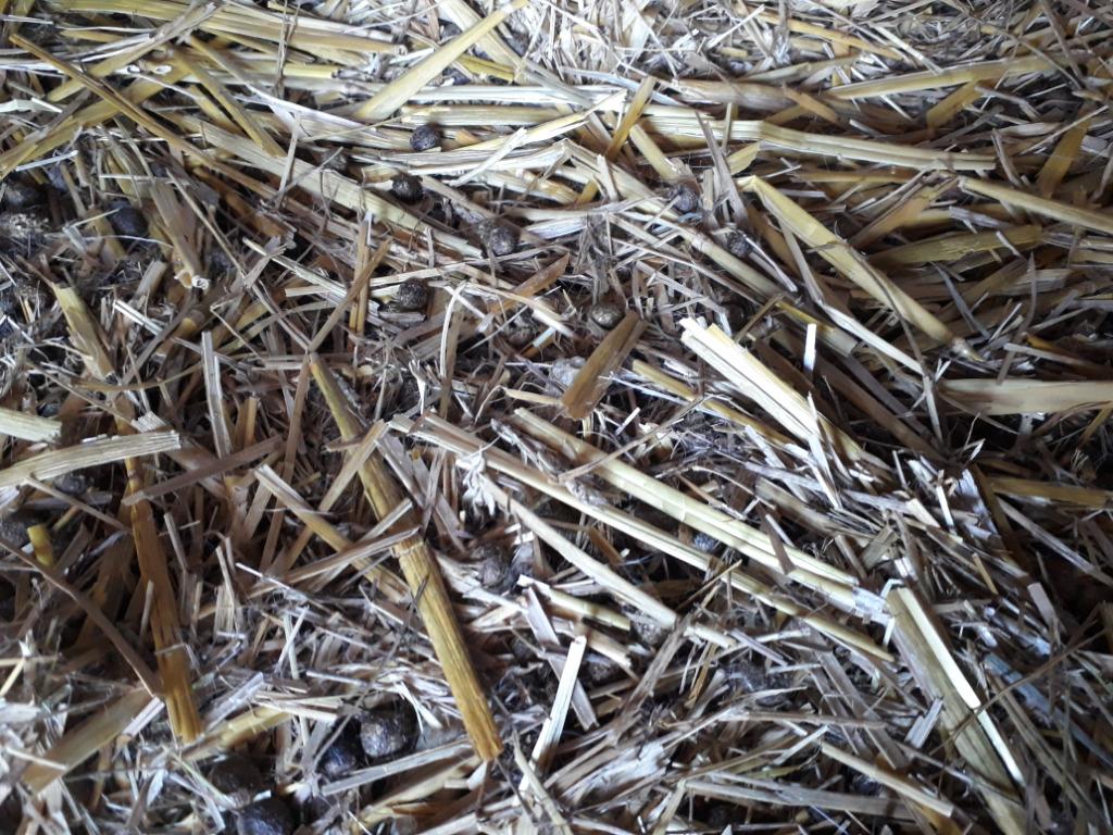 GRATIS compost - Stro, Ophalen, Mest