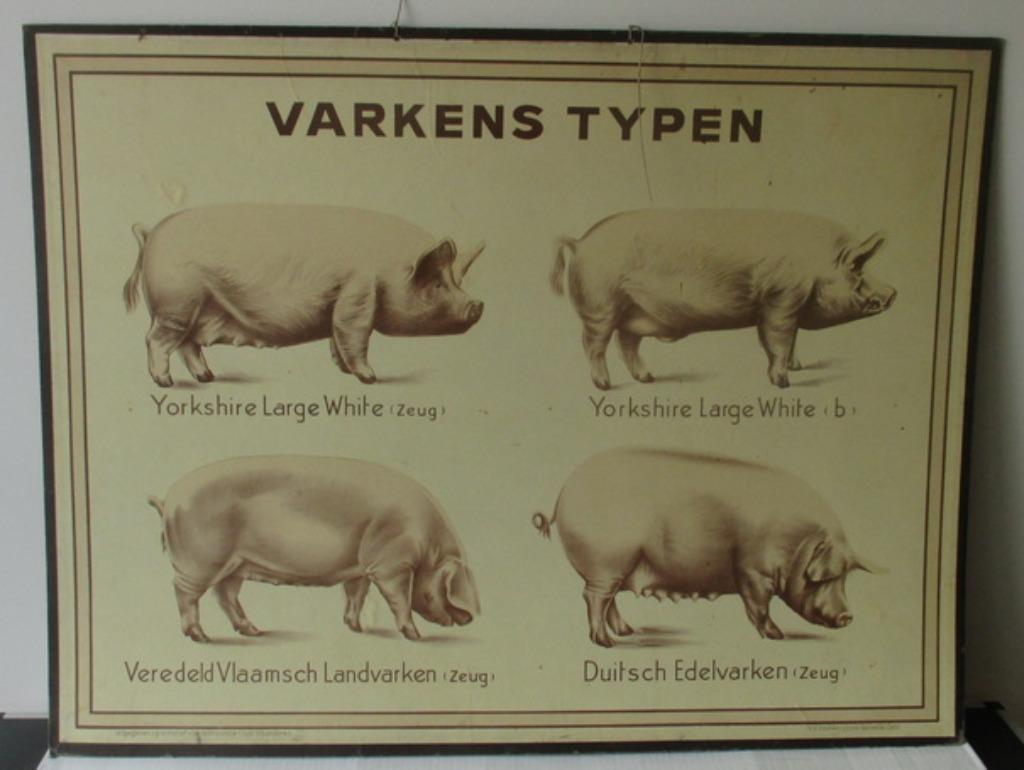schitterende antieke oude schoolplaten varken, koe, Ophalen