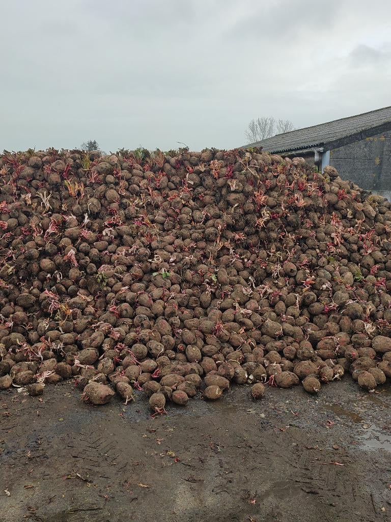 Gratis voederbieten, Ophalen