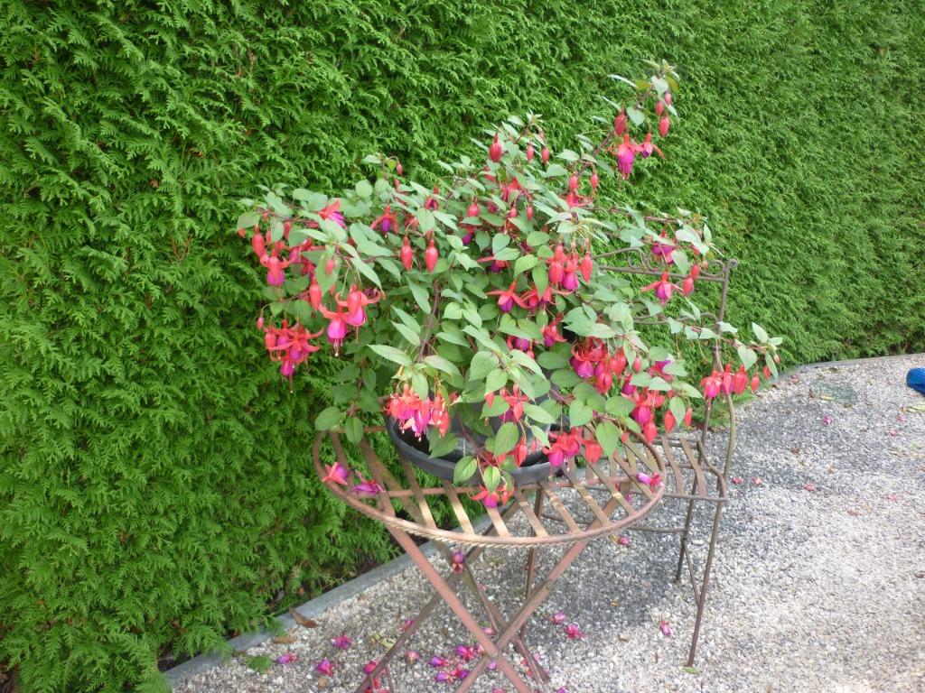 Plantes Fuchsias, Autres espèces, En pot, Plante à fleurs, Moins de 100 cm