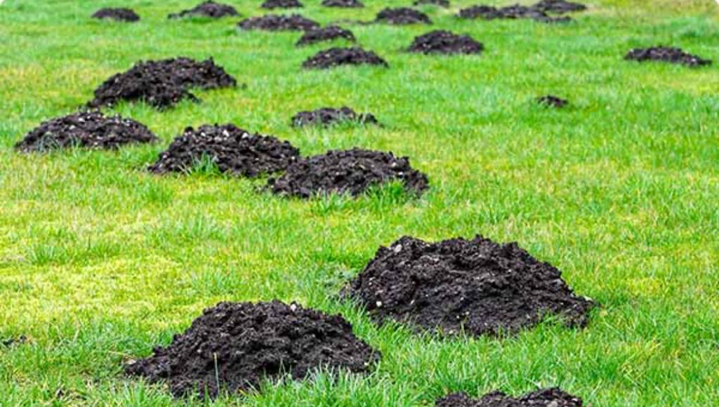 Répulsif à taupes.  > jardinier, Enlèvement, Comme neuf