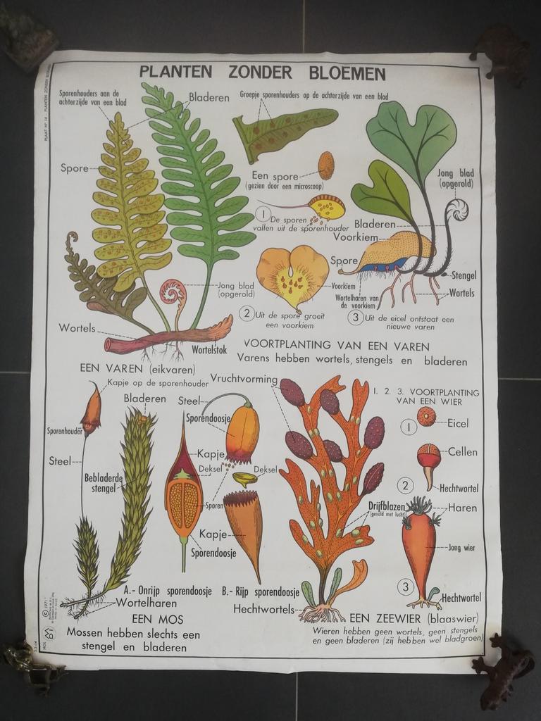 Planten zonder bloemen schoolkaart/poster vintage, Antiek en Kunst, Antiek | Schoolplaten, Ophalen of Verzenden, Natuur en Biologie