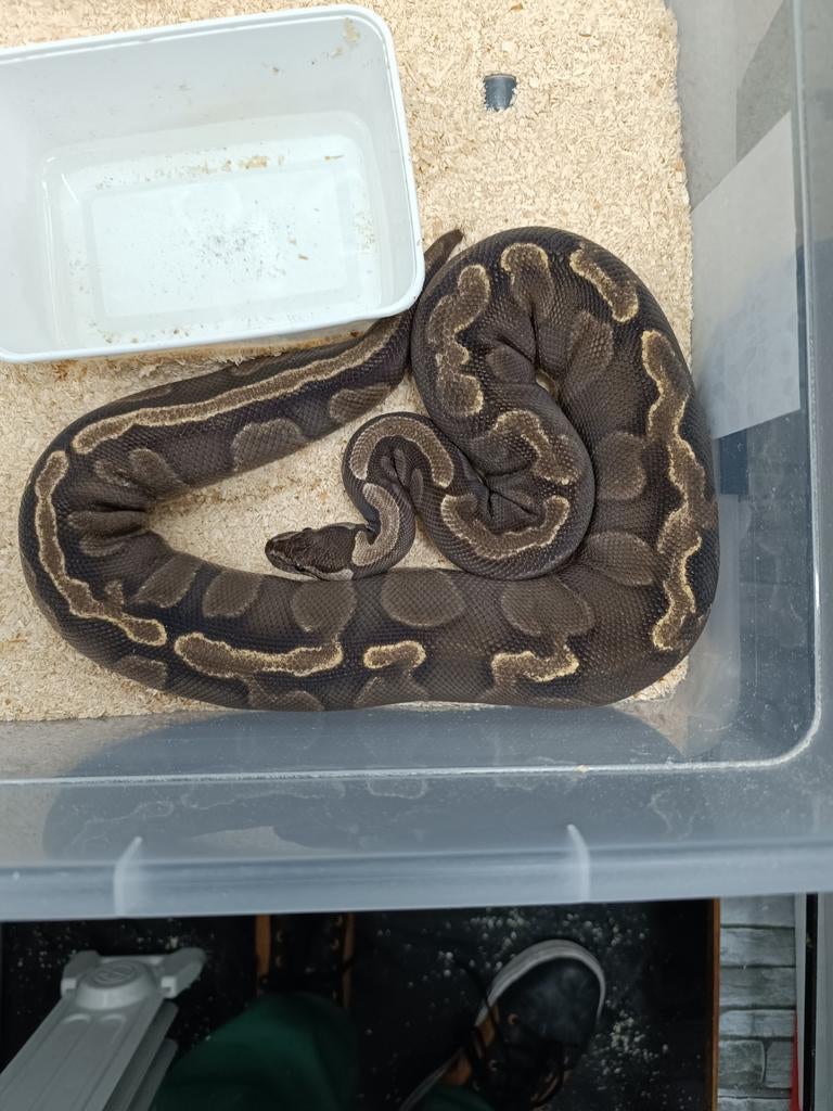 Roi Python