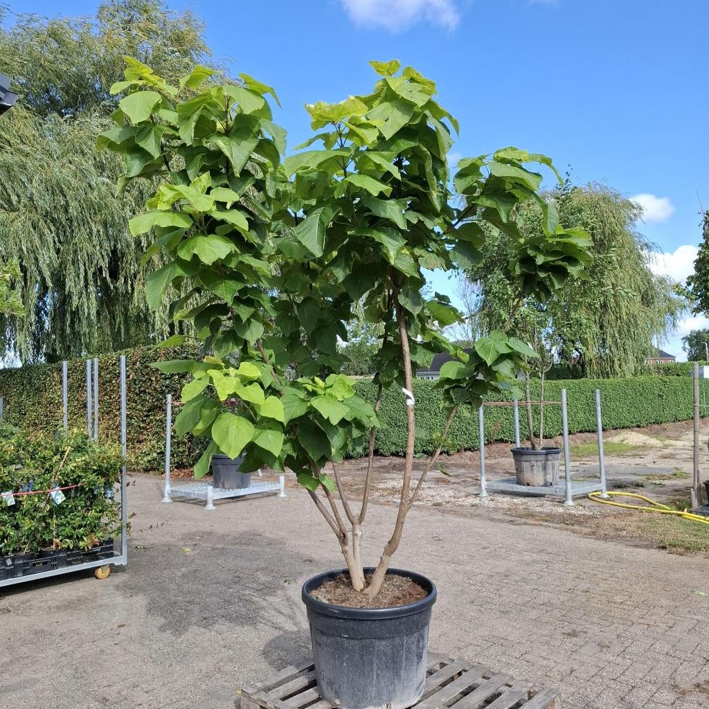 Meerstammige bomen in container, Enlèvement, En pot, Autres espèces, 100 à 250 cm