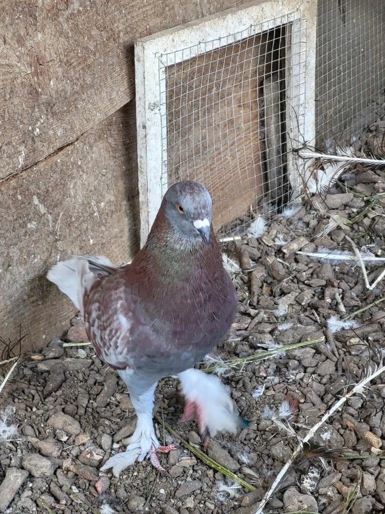 Pigeon mâle, Mâle, Autres espèces