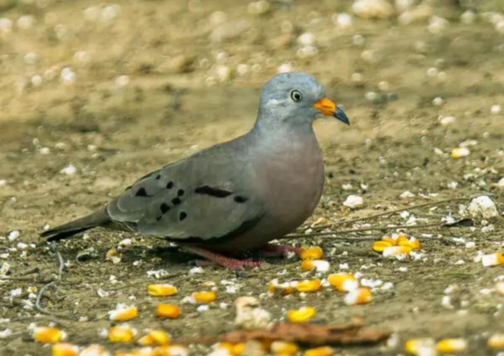 colombe bec jaune, Dieren en Toebehoren, Pluimvee, Vrouwelijk