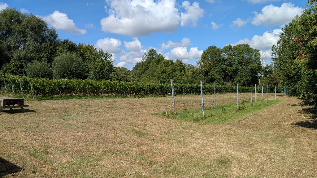 Petit vignoble bio à Sombreffe, Immo, Terrains & Terrains à bâtir, 1500 m² ou plus