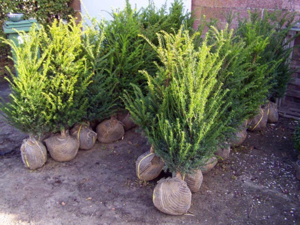 Taxus baccata haagplanten met kluit, Ophalen, Taxus