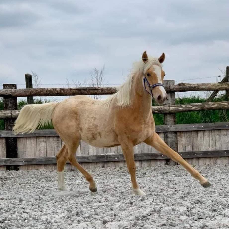 Magnifique hongre de 4 ans, Ophalen